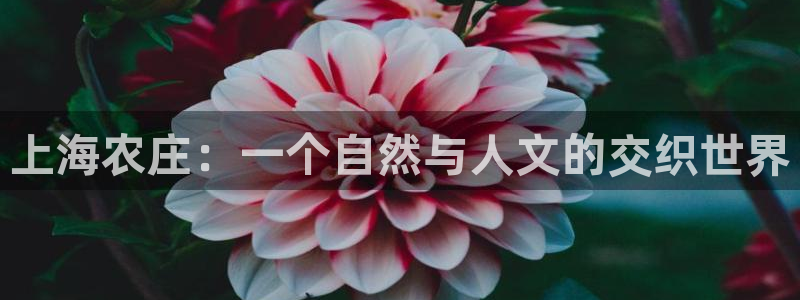 大同天辰娱乐