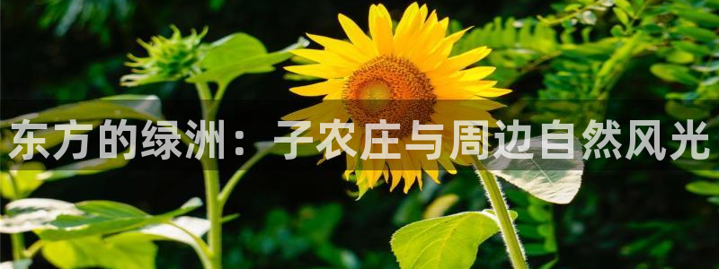 南京天辰娱乐