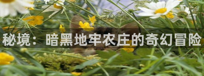 天辰娱乐跑的快