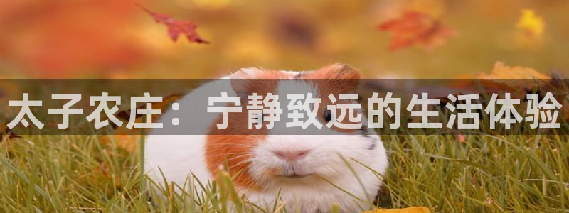天辰娱乐会员